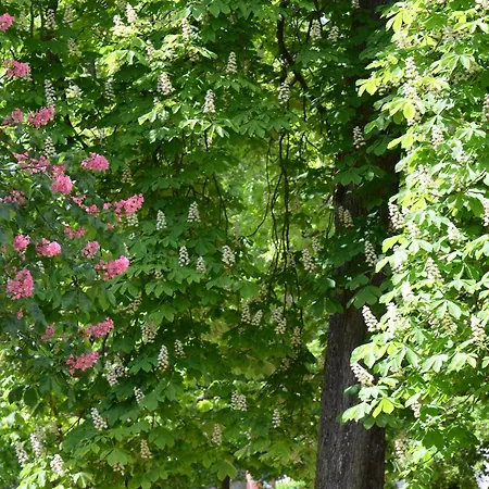 Am Oranienpark Im Kurviertel *