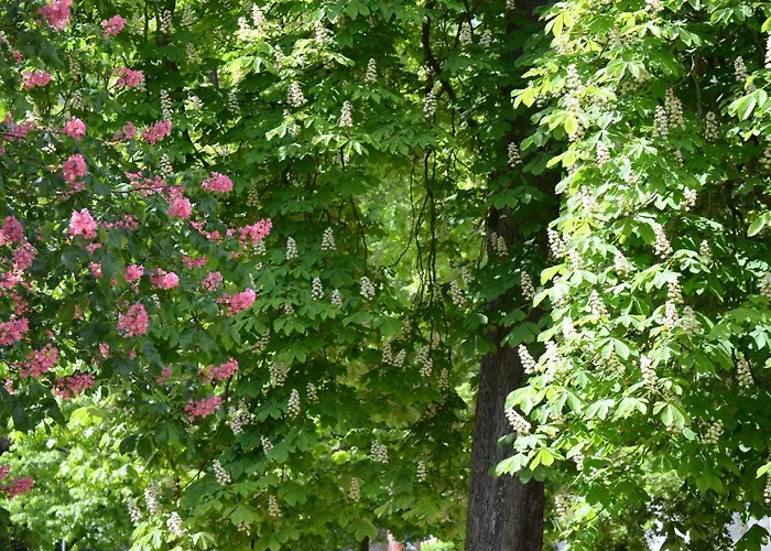 Am Oranienpark Im Kurviertel *